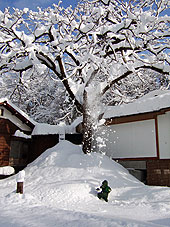 雪の庭