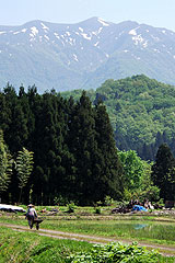 田植え
