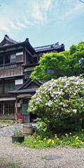 つつじ