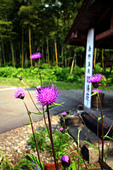 あざみ
