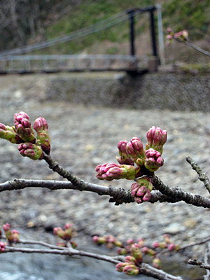 桜