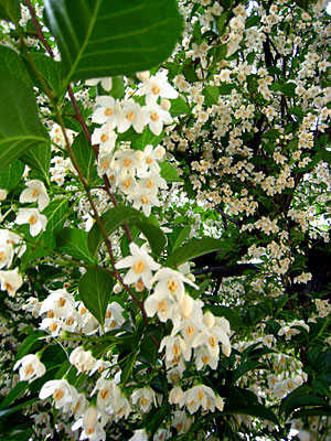 じしゃの花