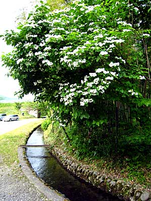 かんぼく