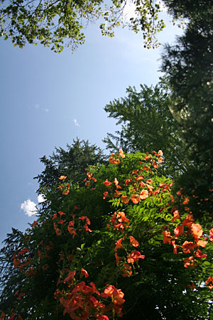 かつらの花